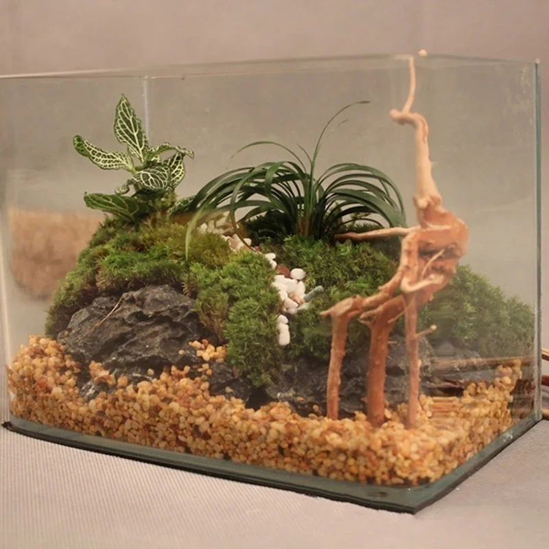 Natural Tree Trunk Driftwood A - Aquarium Plants Live ulasan dan harga