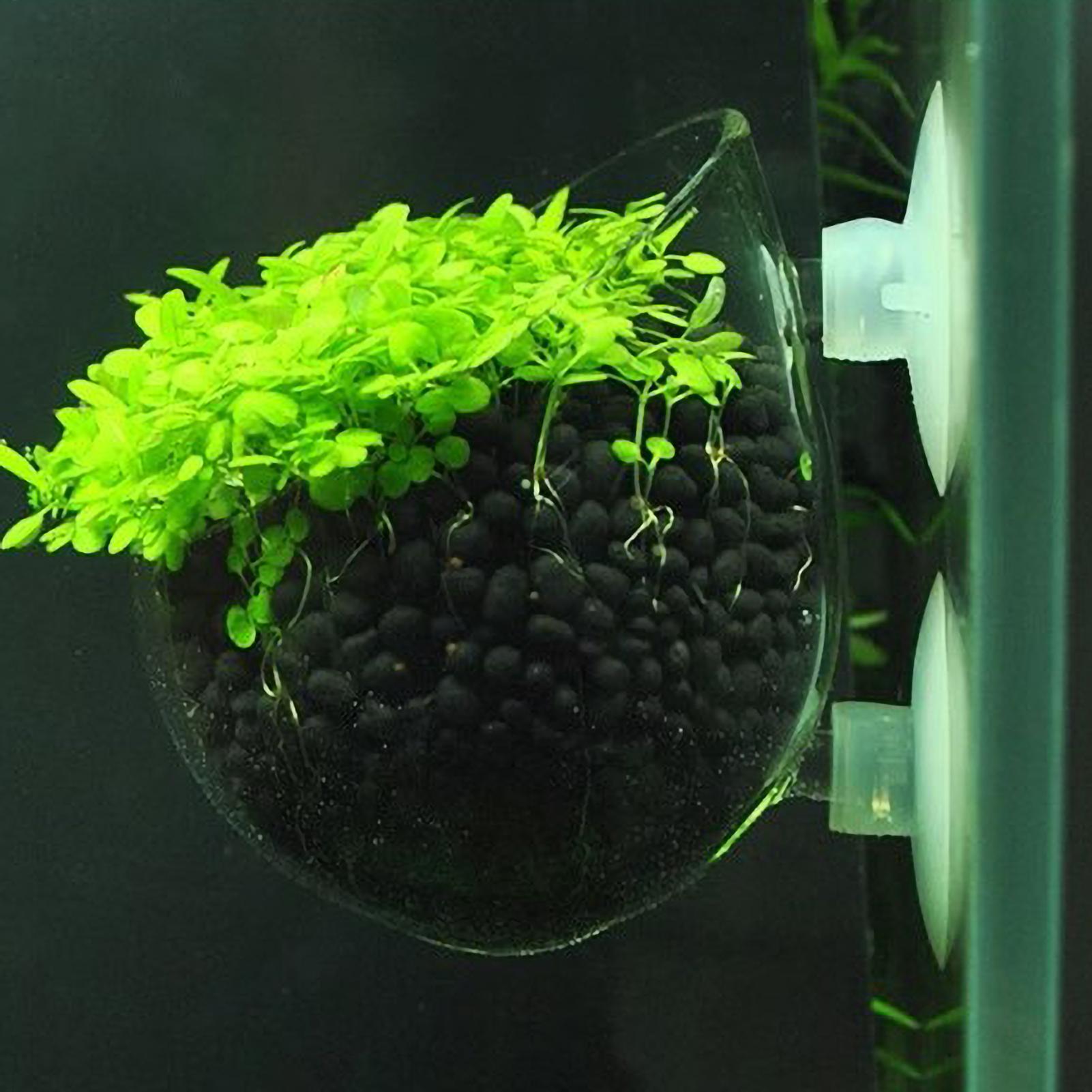 Aquarium Plant Holder Glass Aq - Aquarium Plants Live ulasan dan harga