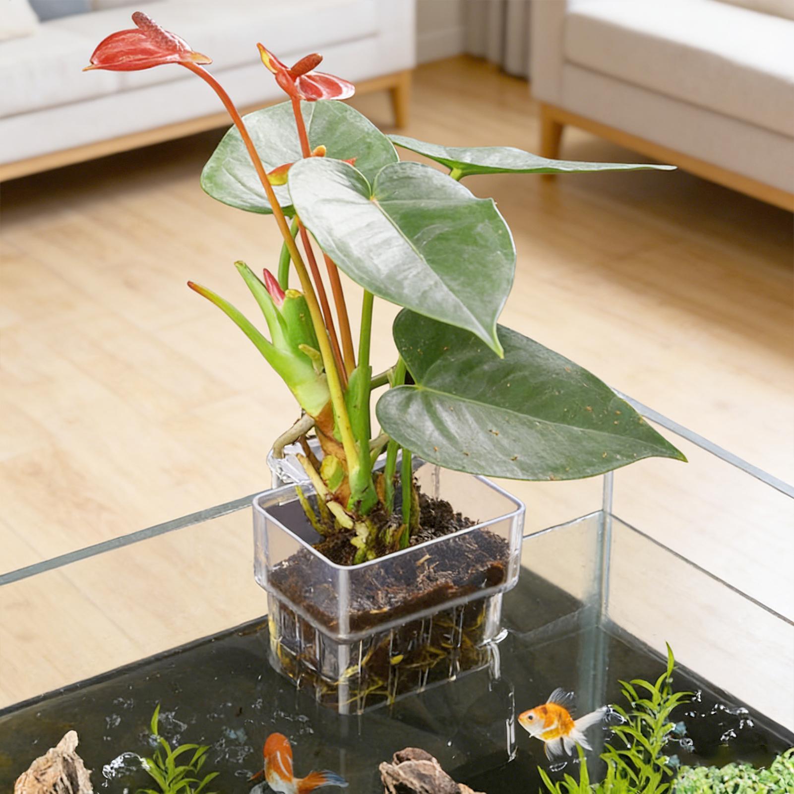 Aquarium Plant Basket Transpar - Aquarium Plants Live ulasan dan harga