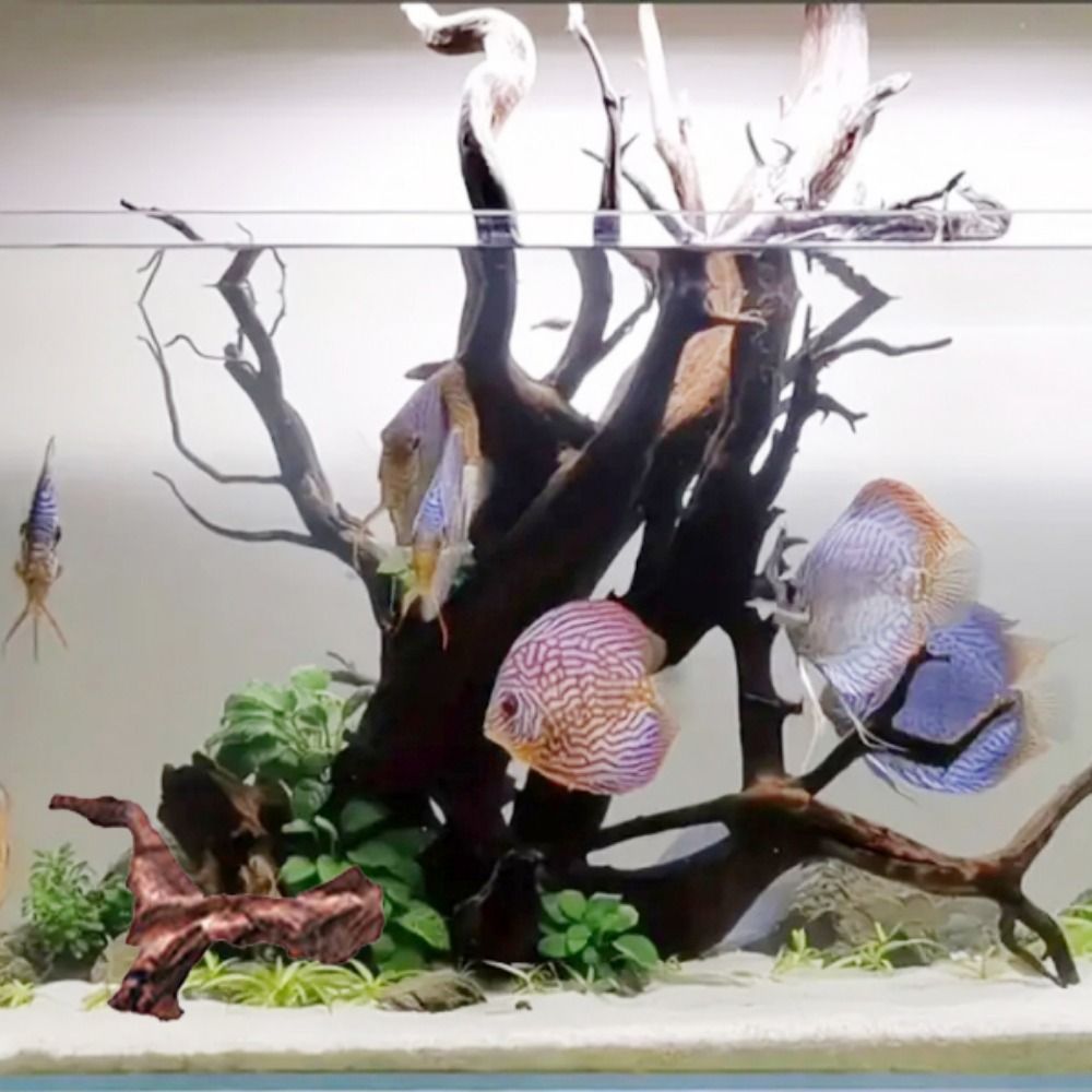 Creative Irregular Shape Coral - Aquarium Plants Live ulasan dan harga