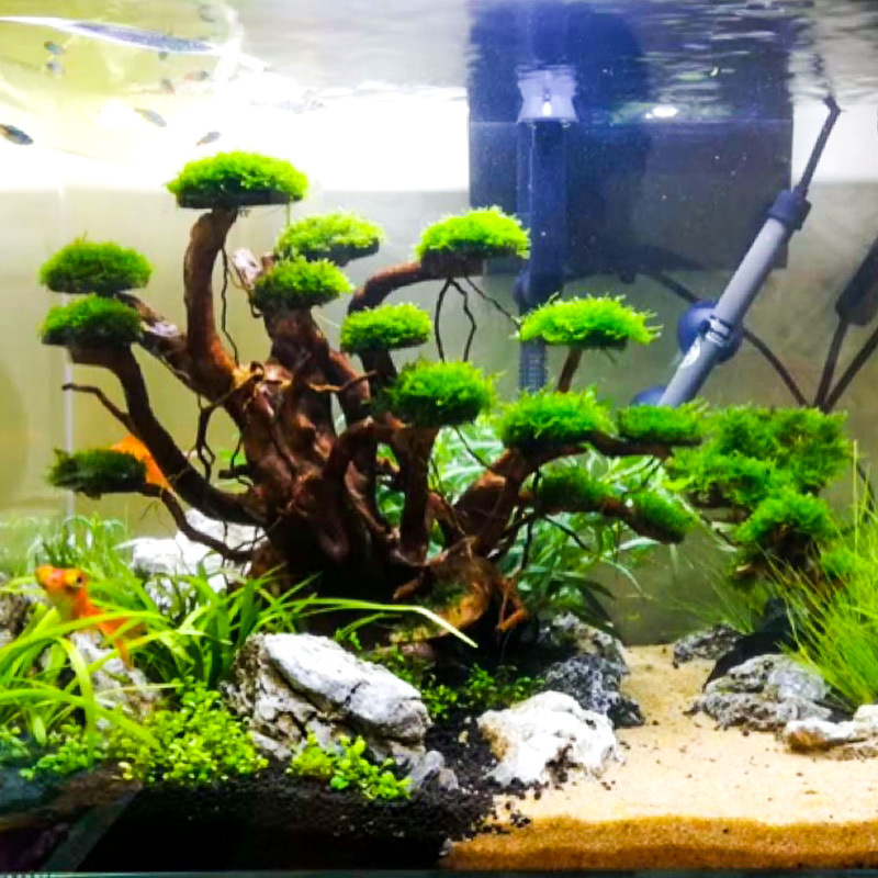 Aquarium Landscaping Moss Tree - Aquarium Moss ulasan dan harga